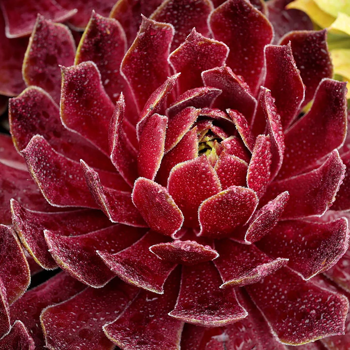 Candied Apple Hen and Chicks