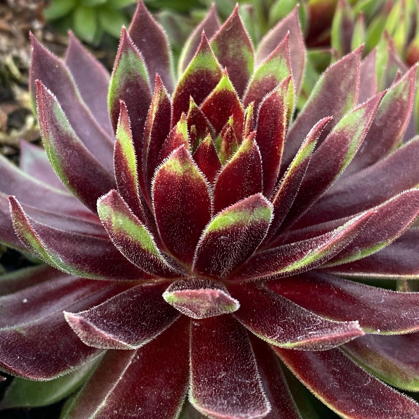 Mint Chocolate Chip Hens and Chicks