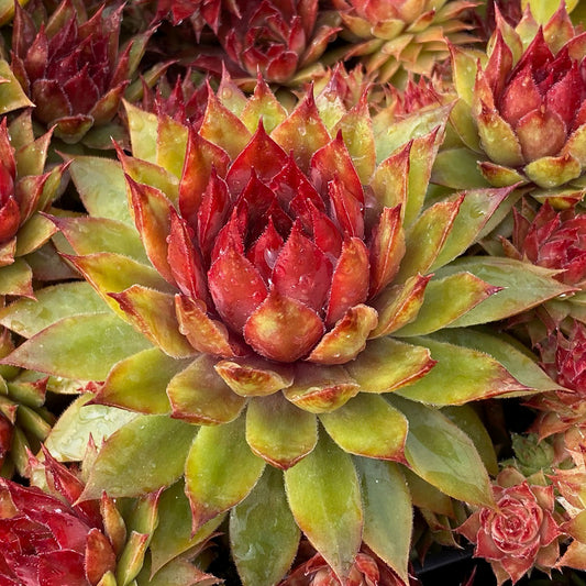 Pineapple Paradise Hens and Chicks