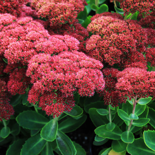 Autumn Fire Stonecrop 1 Gallon / 1 Plant