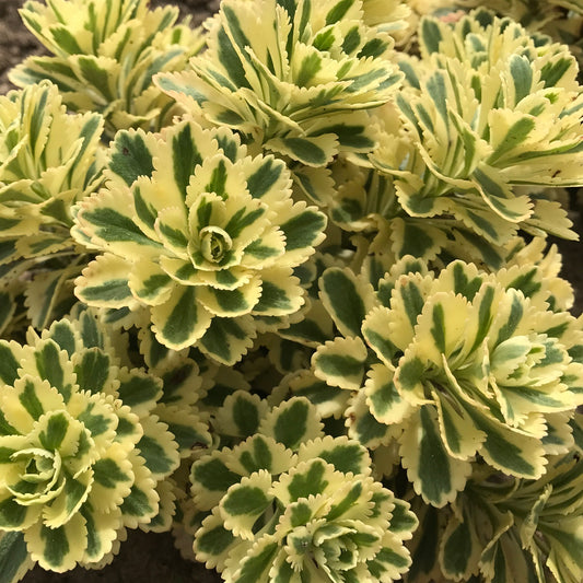 Atlantis Sedum