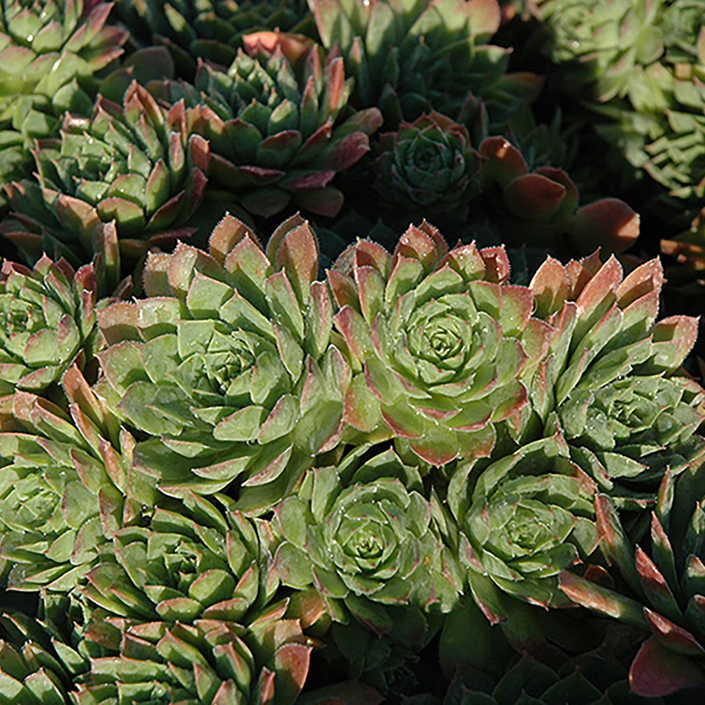 Carmen Hens and Chicks