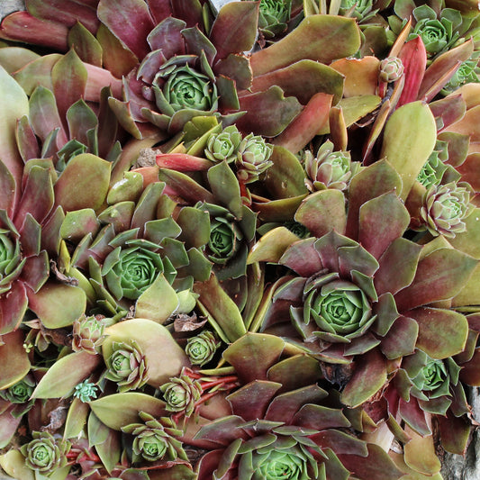 Kalinda Hens and Chicks