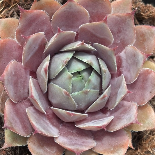 Silverine Hens and Chicks