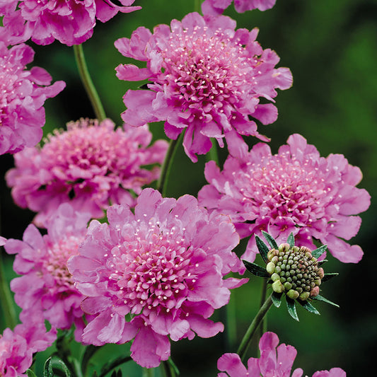 Rose Pink Pincushion Flower 1 Gallon / 1 Plant