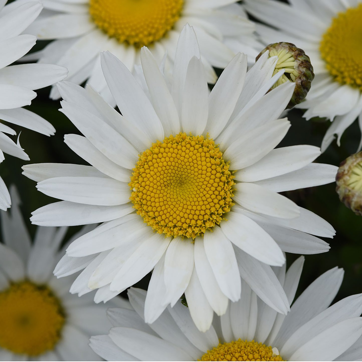 Madonna Shasta Daisy