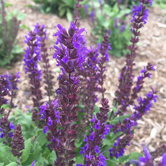 Sauge des bois violet nuit