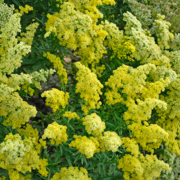 Little Lemon Goldenrod 1 Gallon / 1 Plant