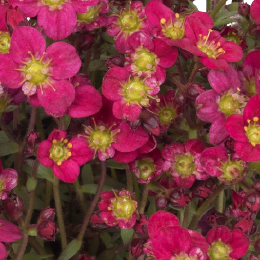 Saxifrage rouge pittoresque