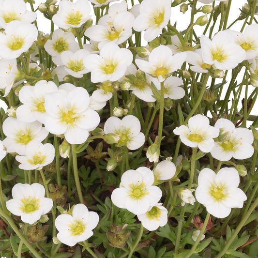 Saxifrage blanche pittoresque