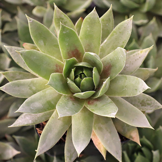 Emerald Hens and Chicks