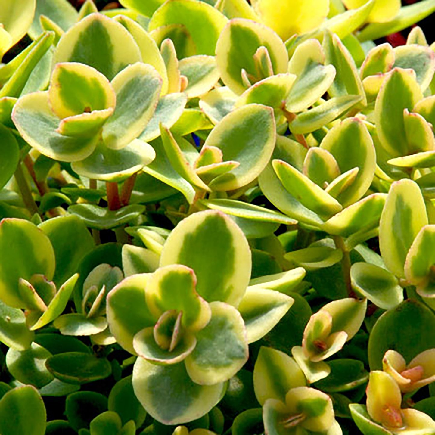 Lime Twister Stonecrop