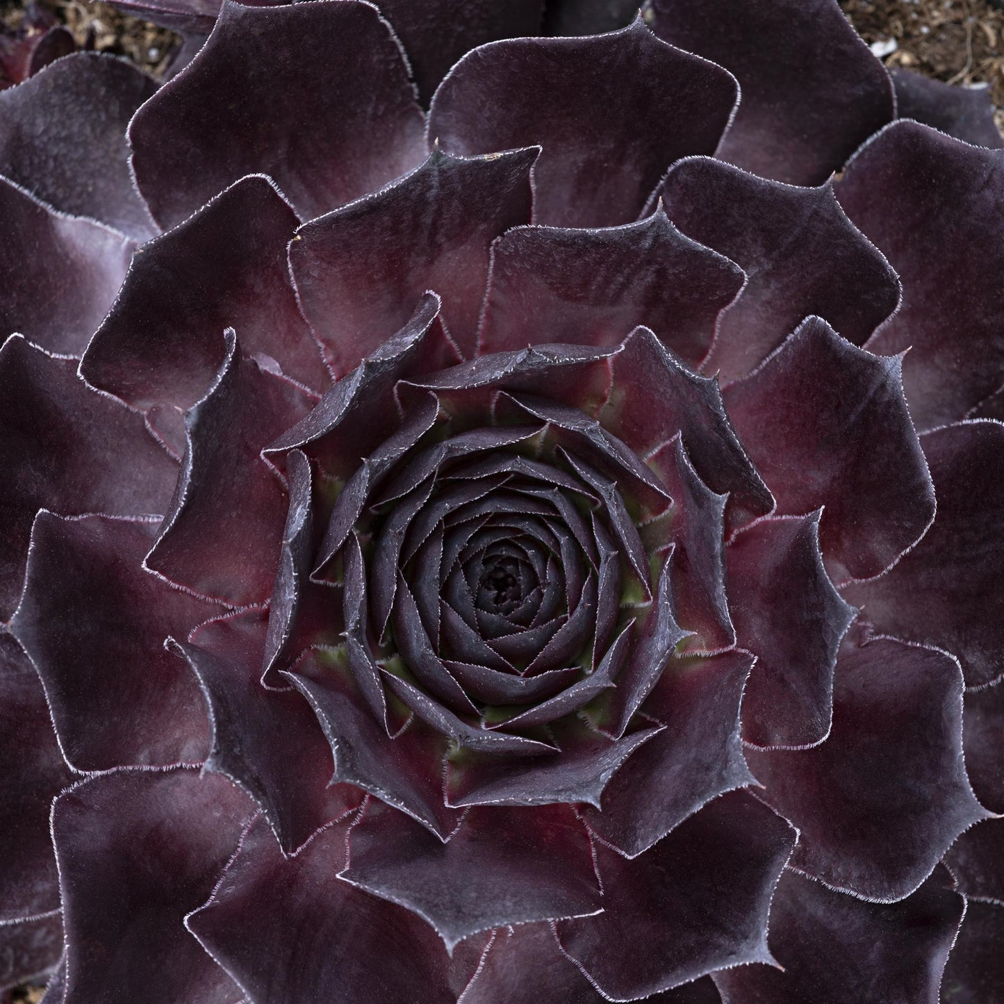 Onyx Hen and Chicks