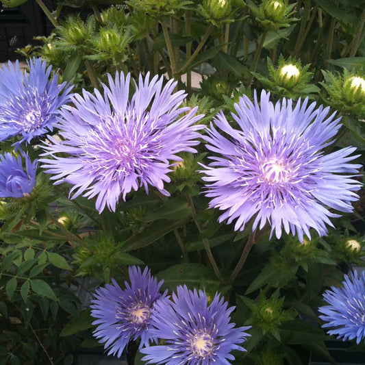 Aster bleu de Mel