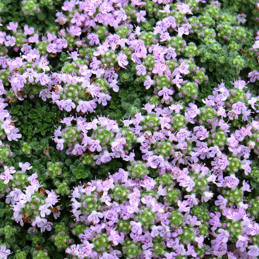 Elfin Thyme 1 Gallon / 1 Plant