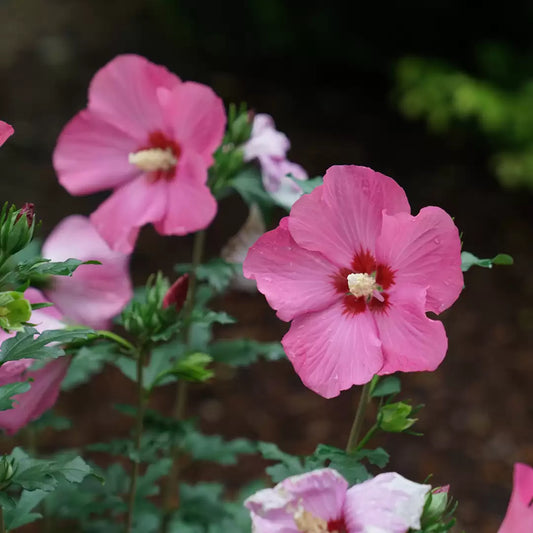 Paraplu Rouge Rose of Sharon