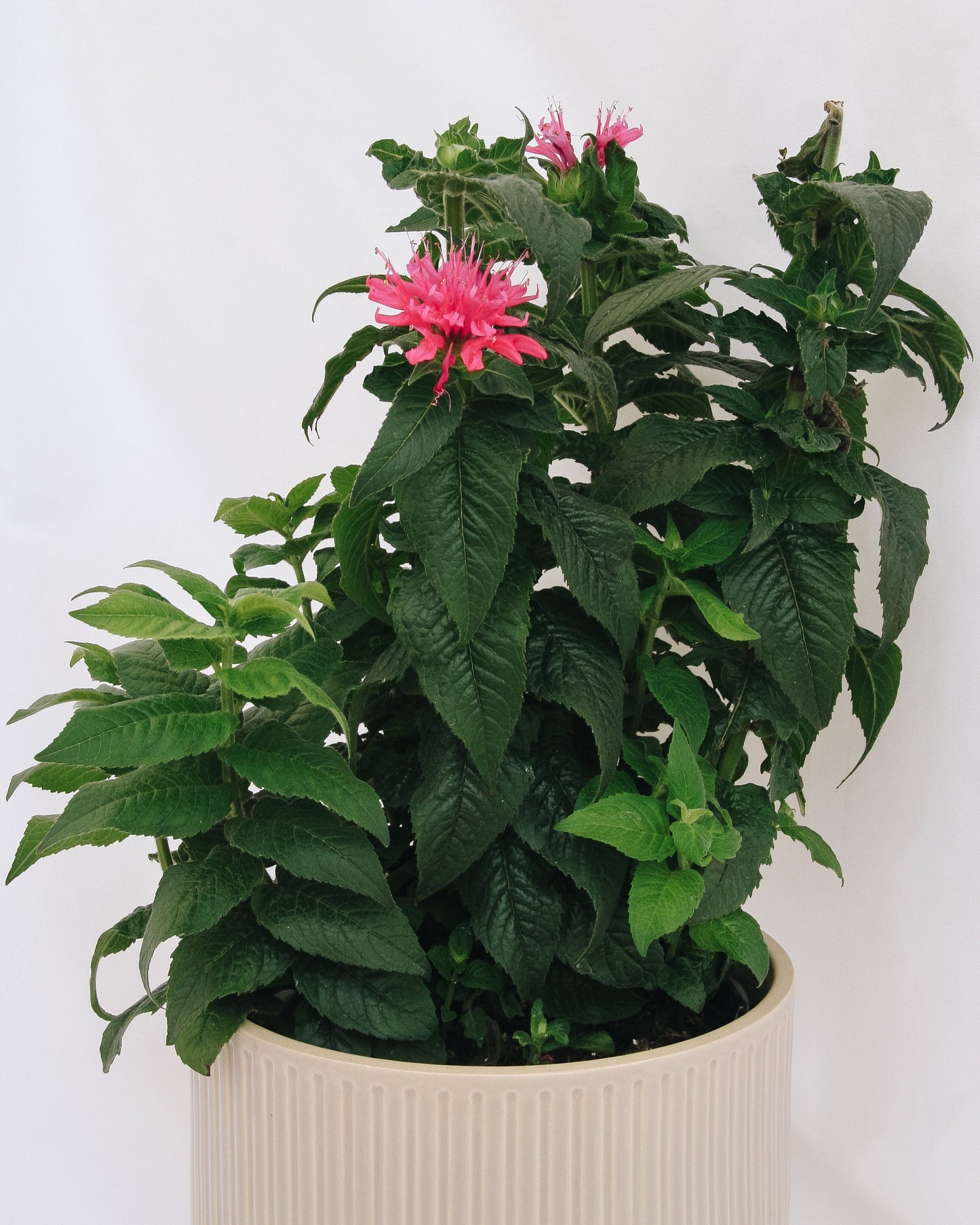 Cerise Bee Balm