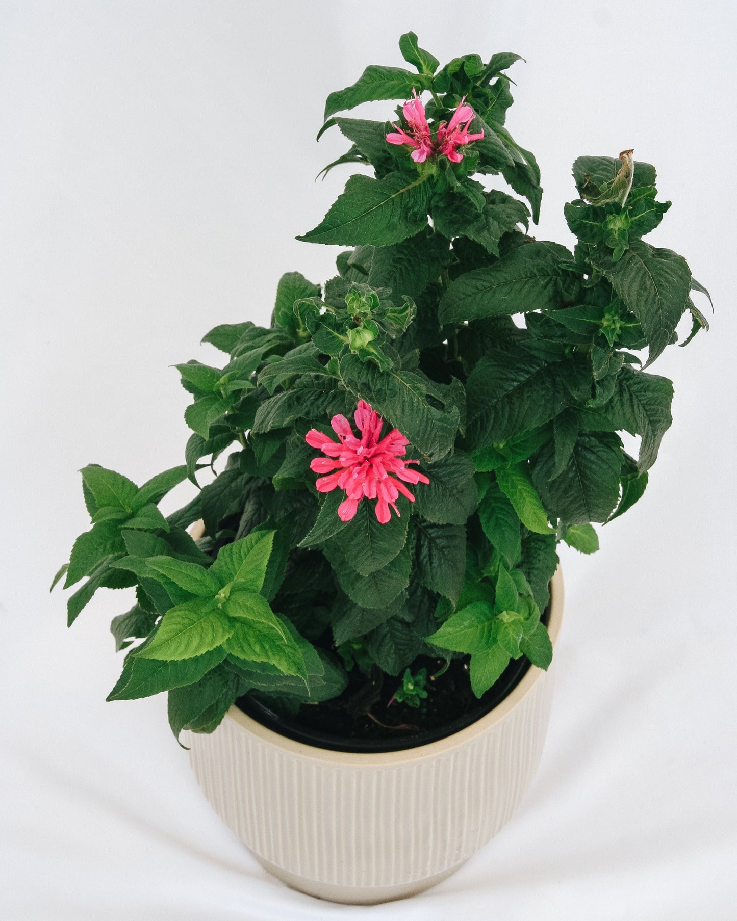 Cerise Bee Balm