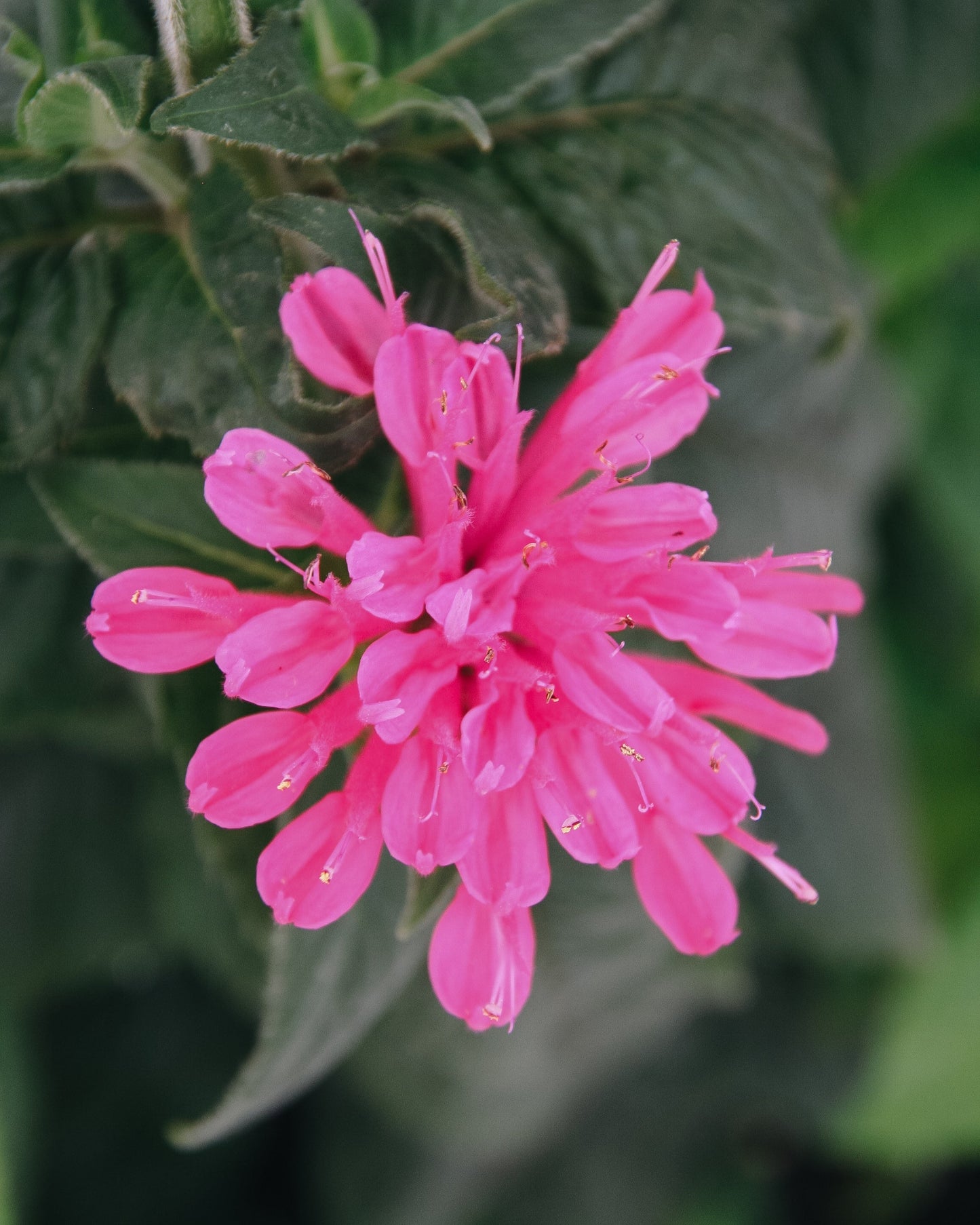 Cerise Bee Balm