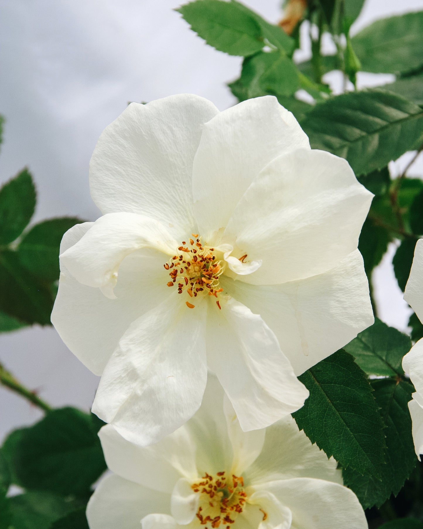 Peach Lemonade Rose