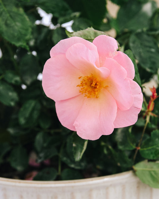 Peachy Knock Out Shrub Rose