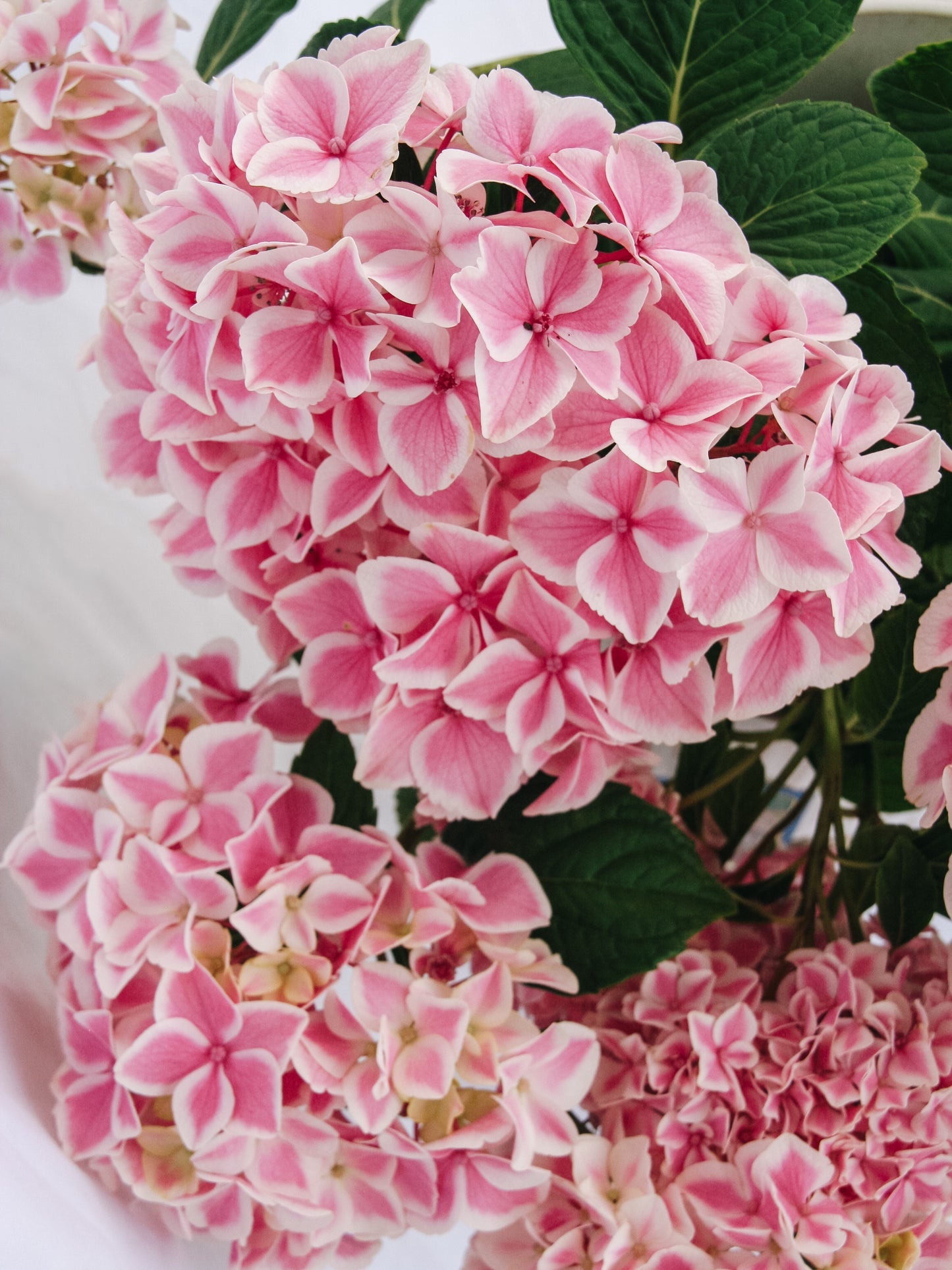 Peppermint Hydrangea