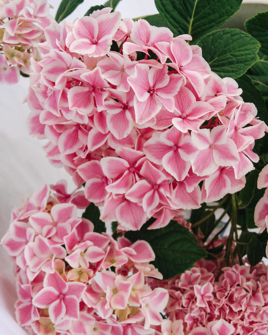Peppermint Hydrangea