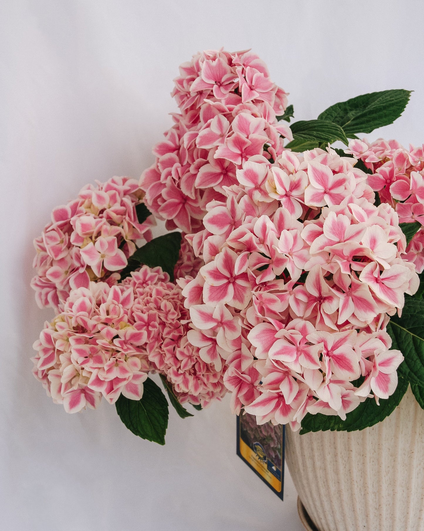 Hortensia à la menthe poivrée