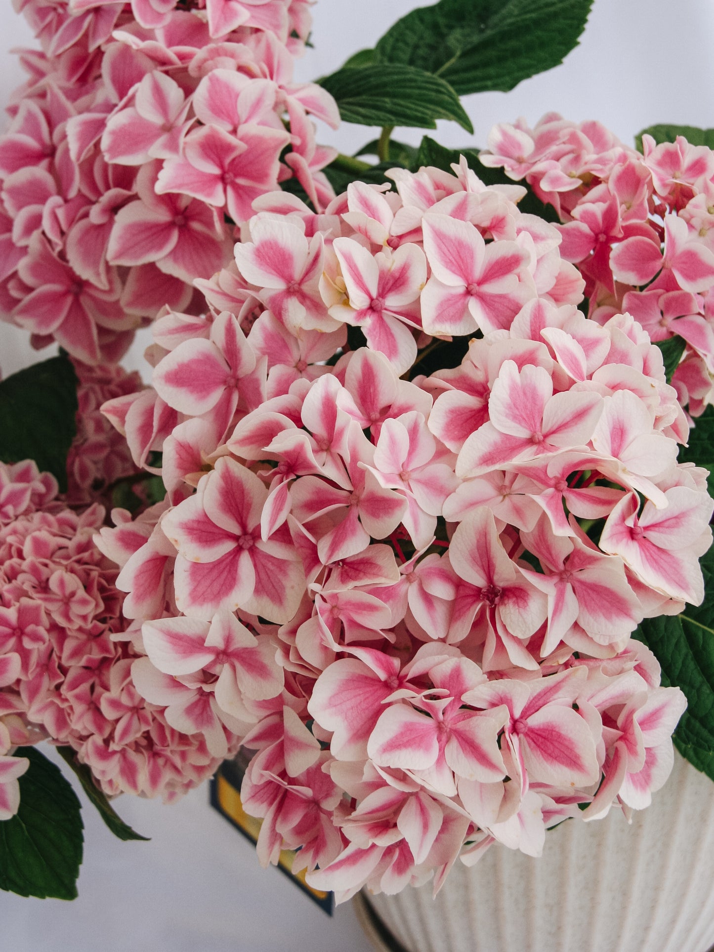 Peppermint Hydrangea