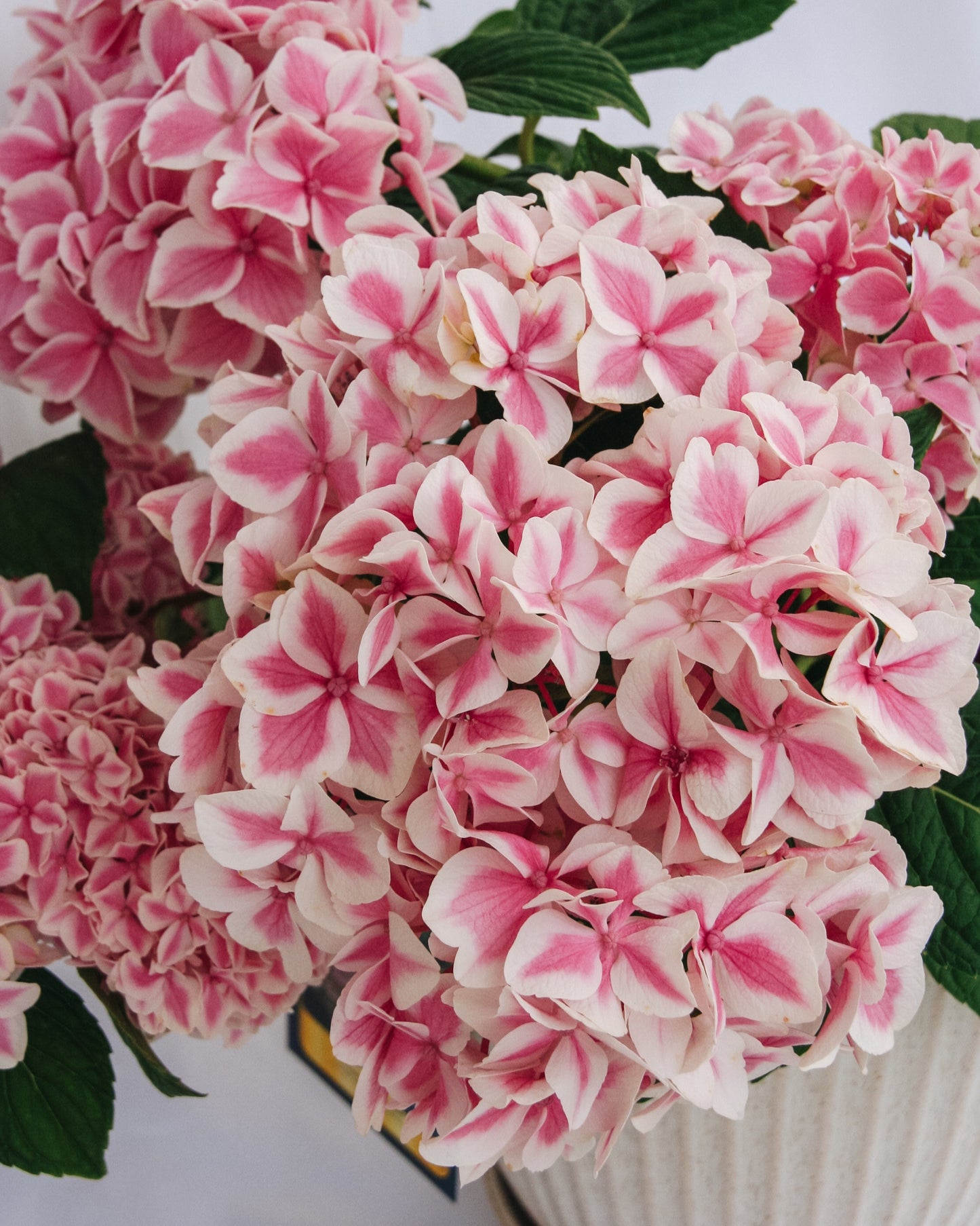 Hortensia à la menthe poivrée