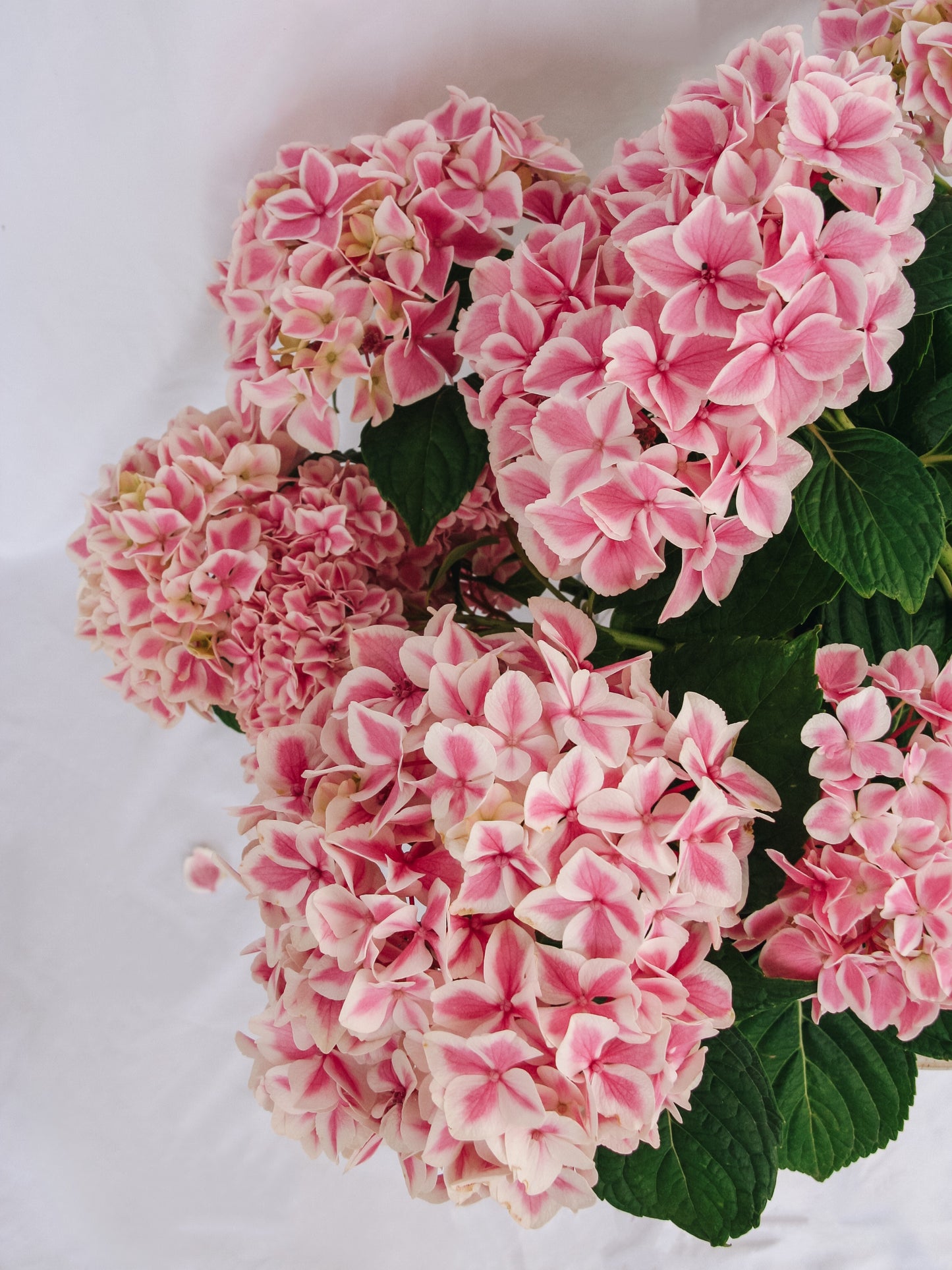 Peppermint Hydrangea