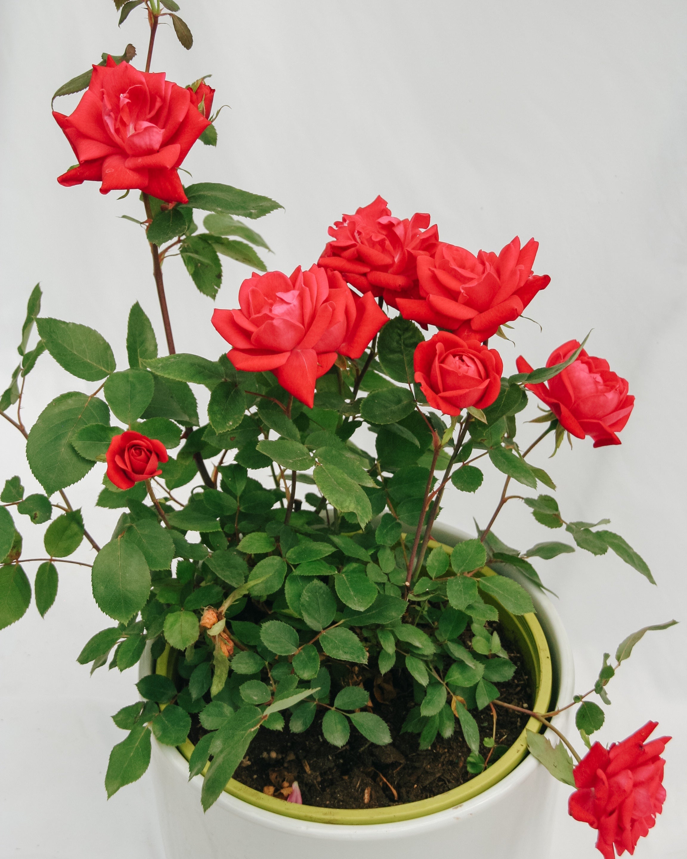 Pink Double Knock Out Rose