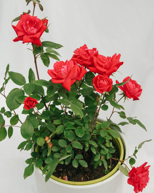 Pink Double Knock Out Rose