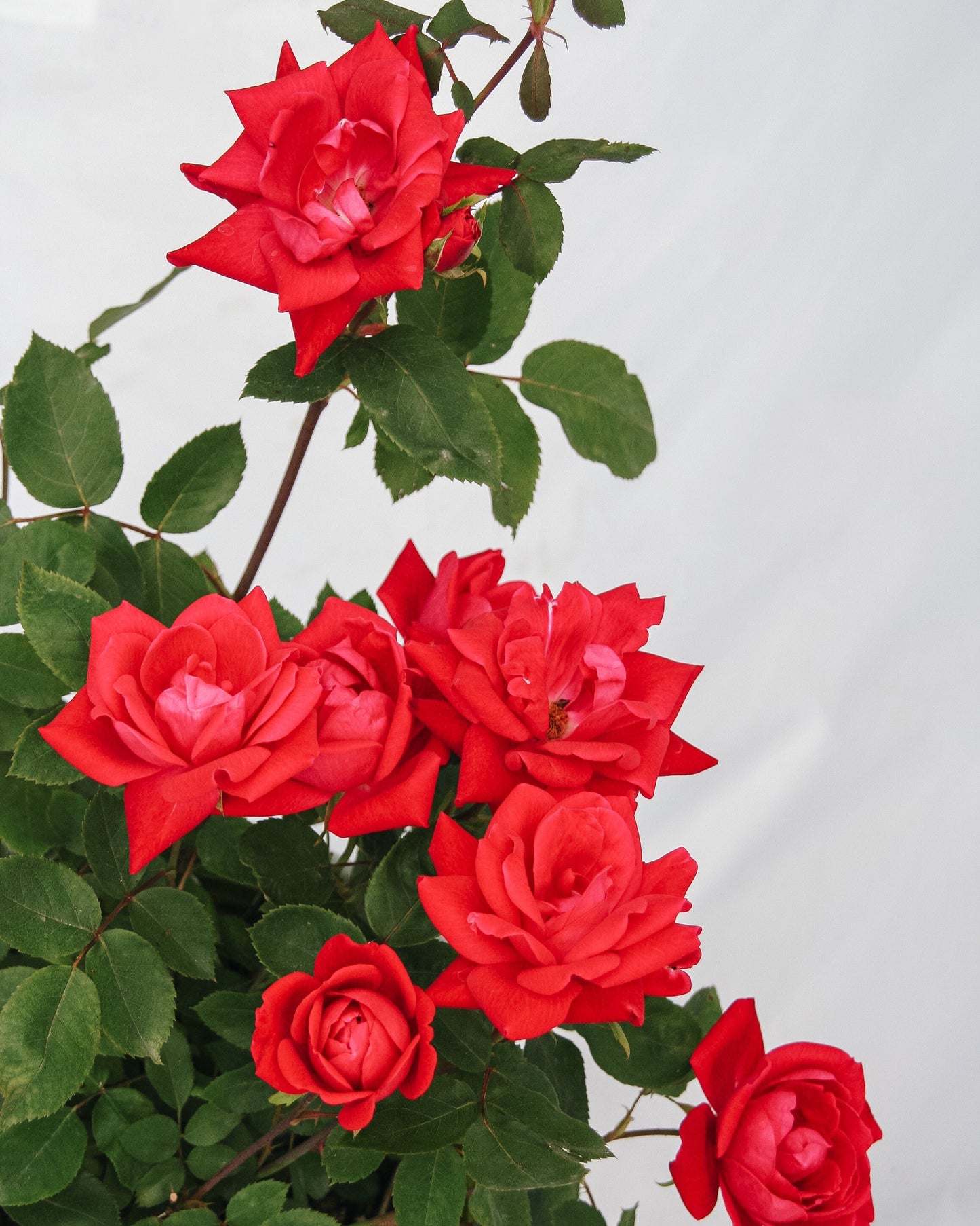 Pink Double Knock Out Rose