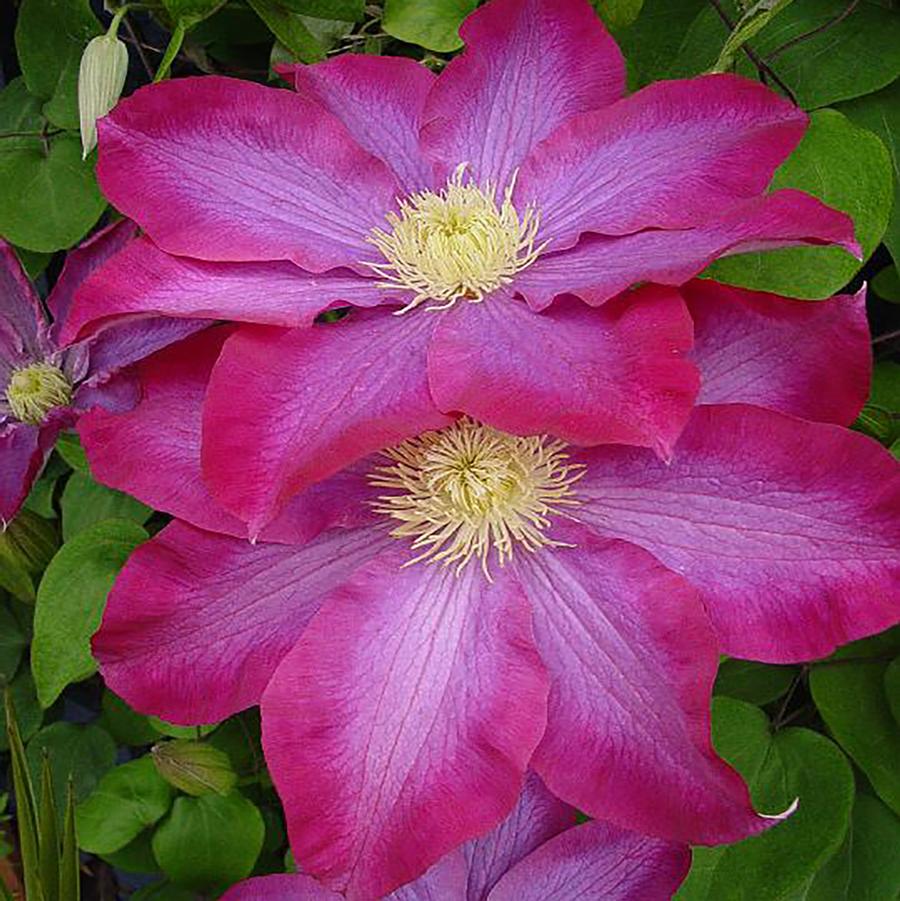 Pink Champagne Clematis