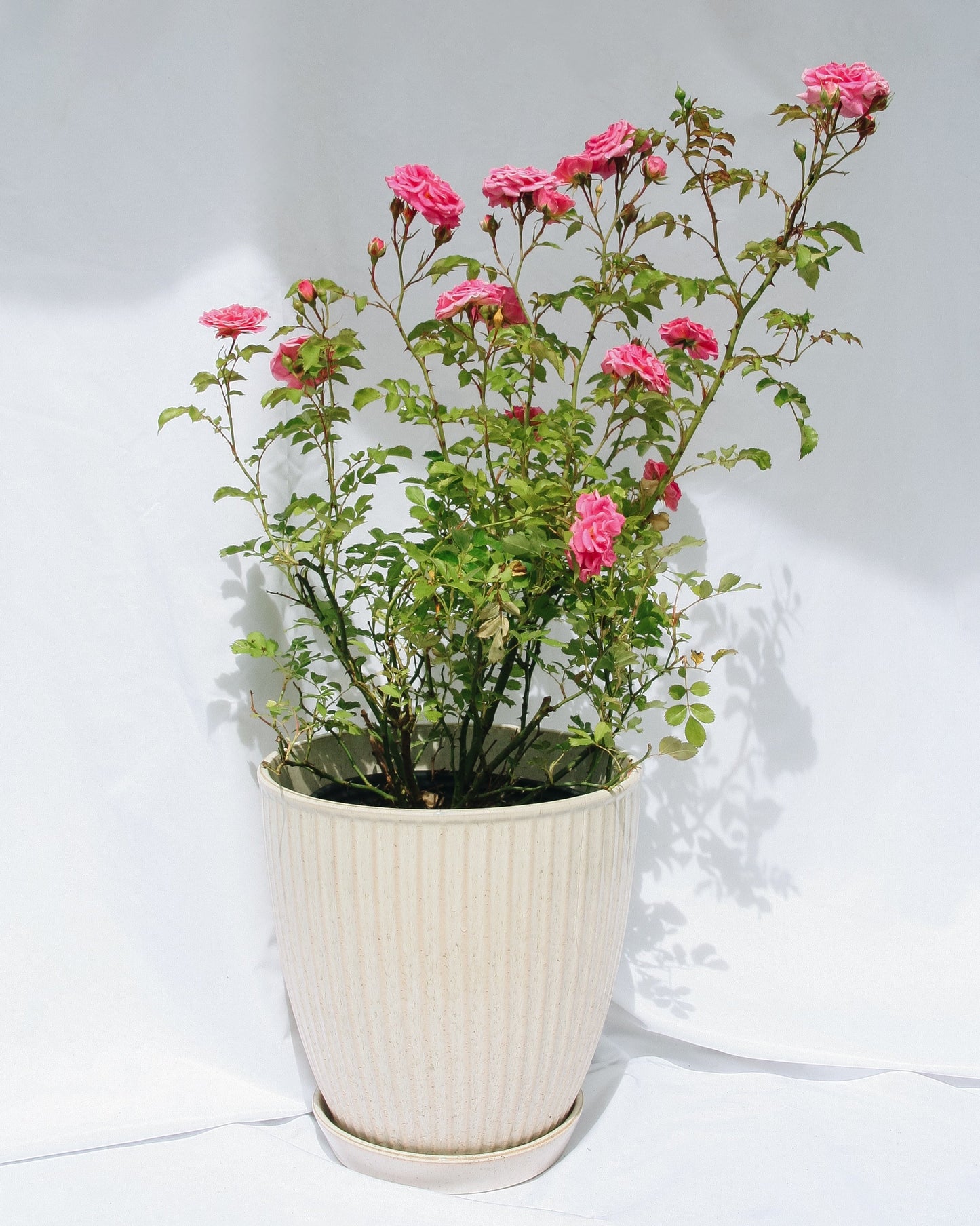 Pink Drift Rose