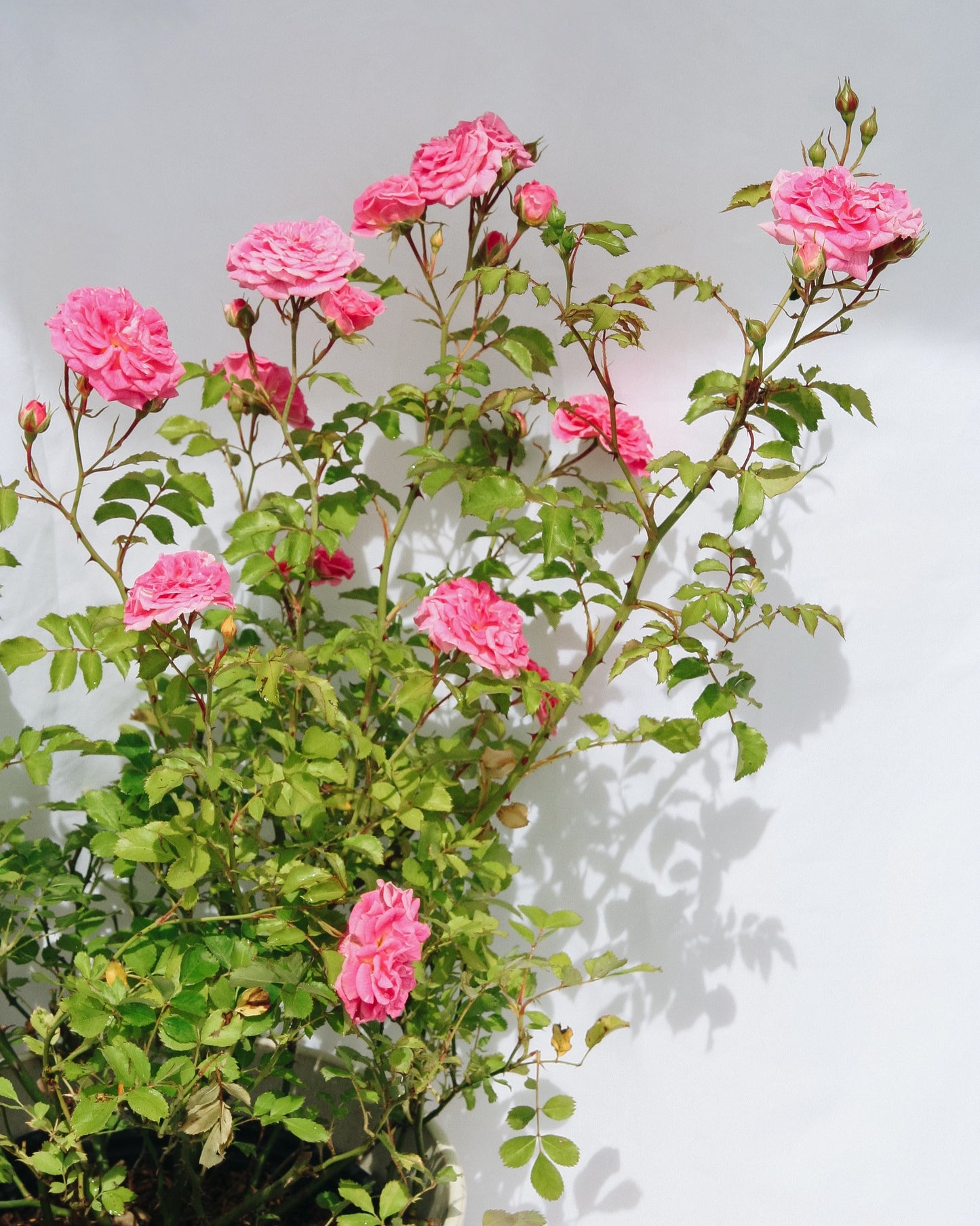 Pink Drift Rose
