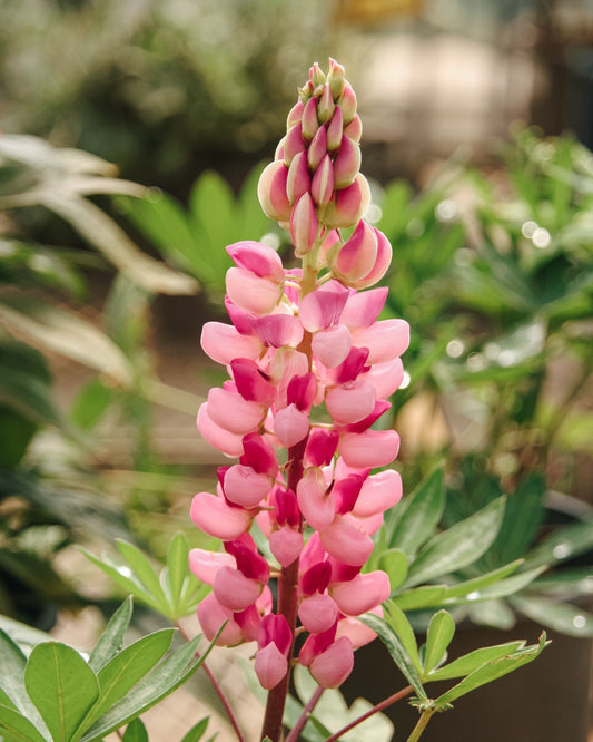Pink Lupine