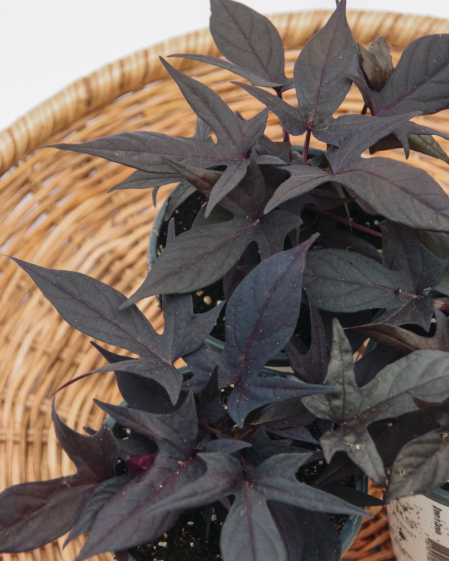 Ipomoea Sweet Caroline Raven