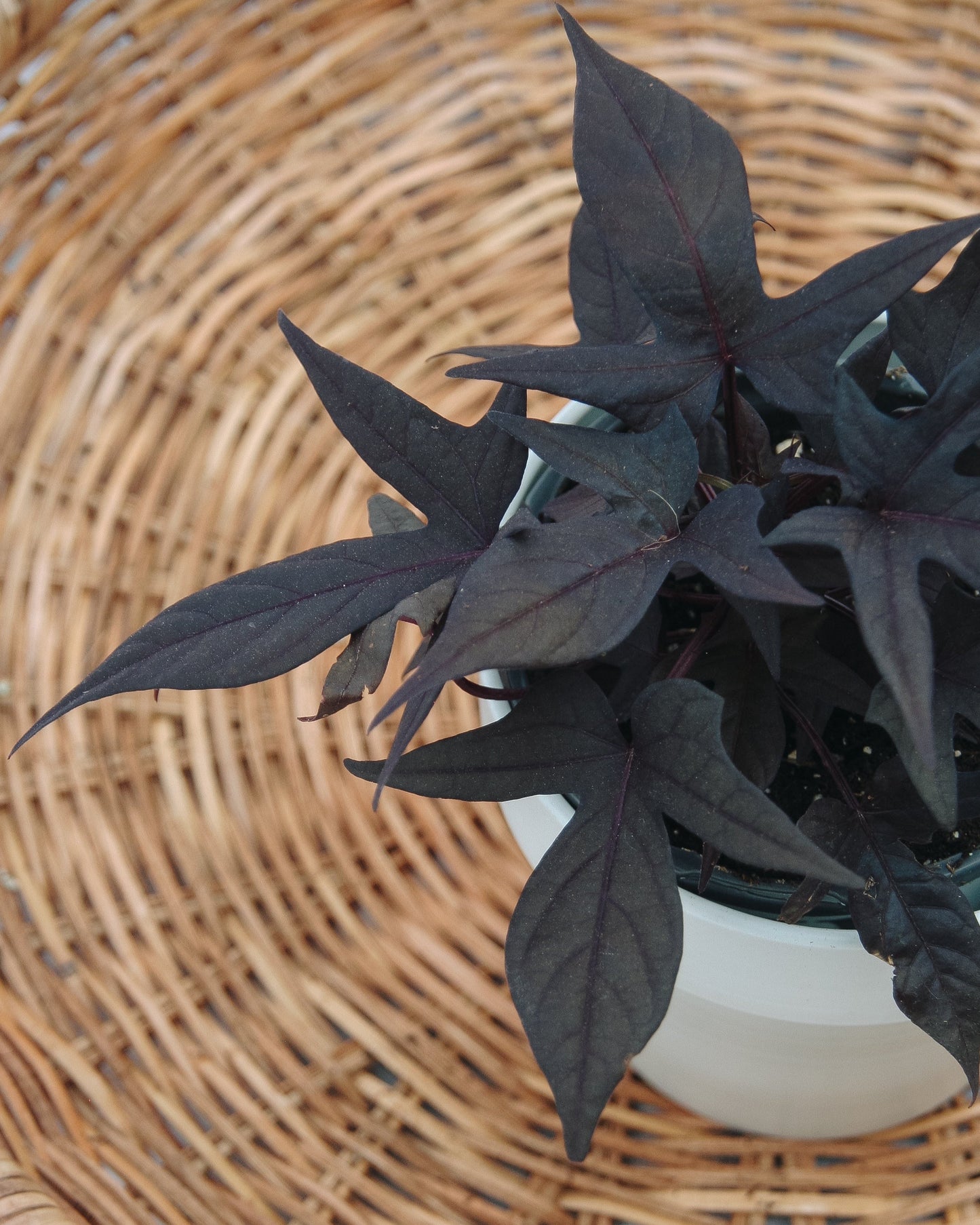 Ipomoea Sweet Caroline Raven