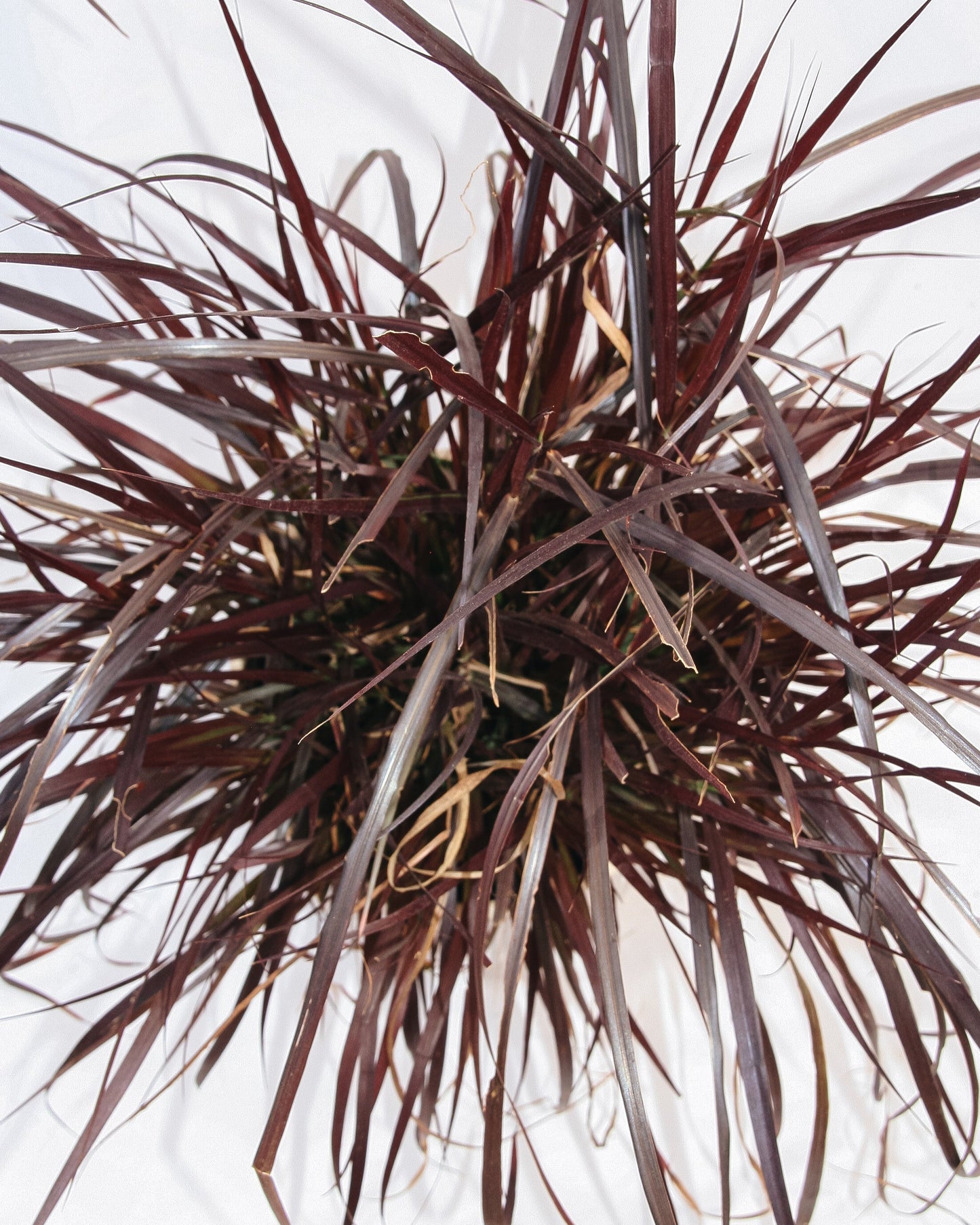 Purple Fountain Grass