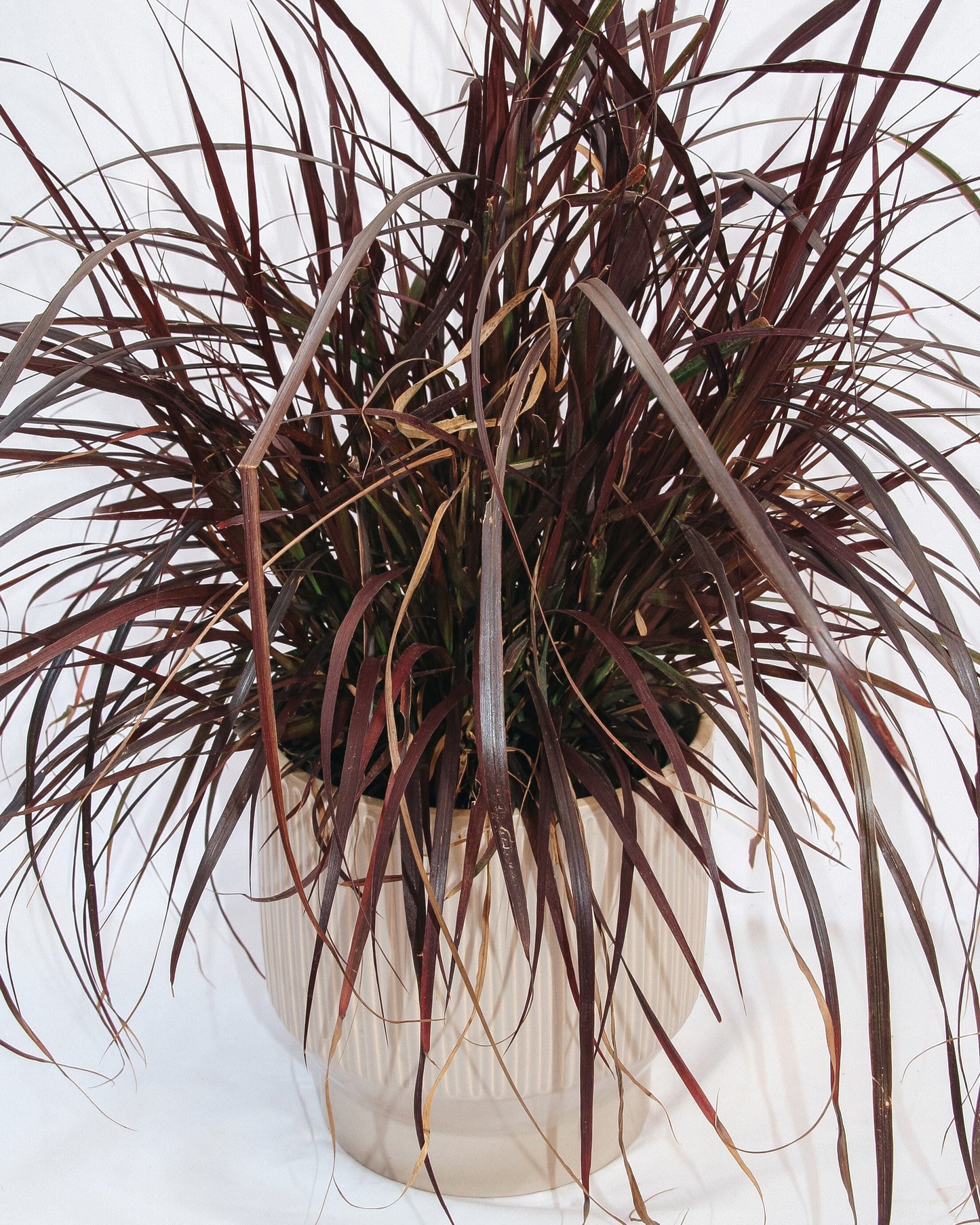 Purple Fountain Grass