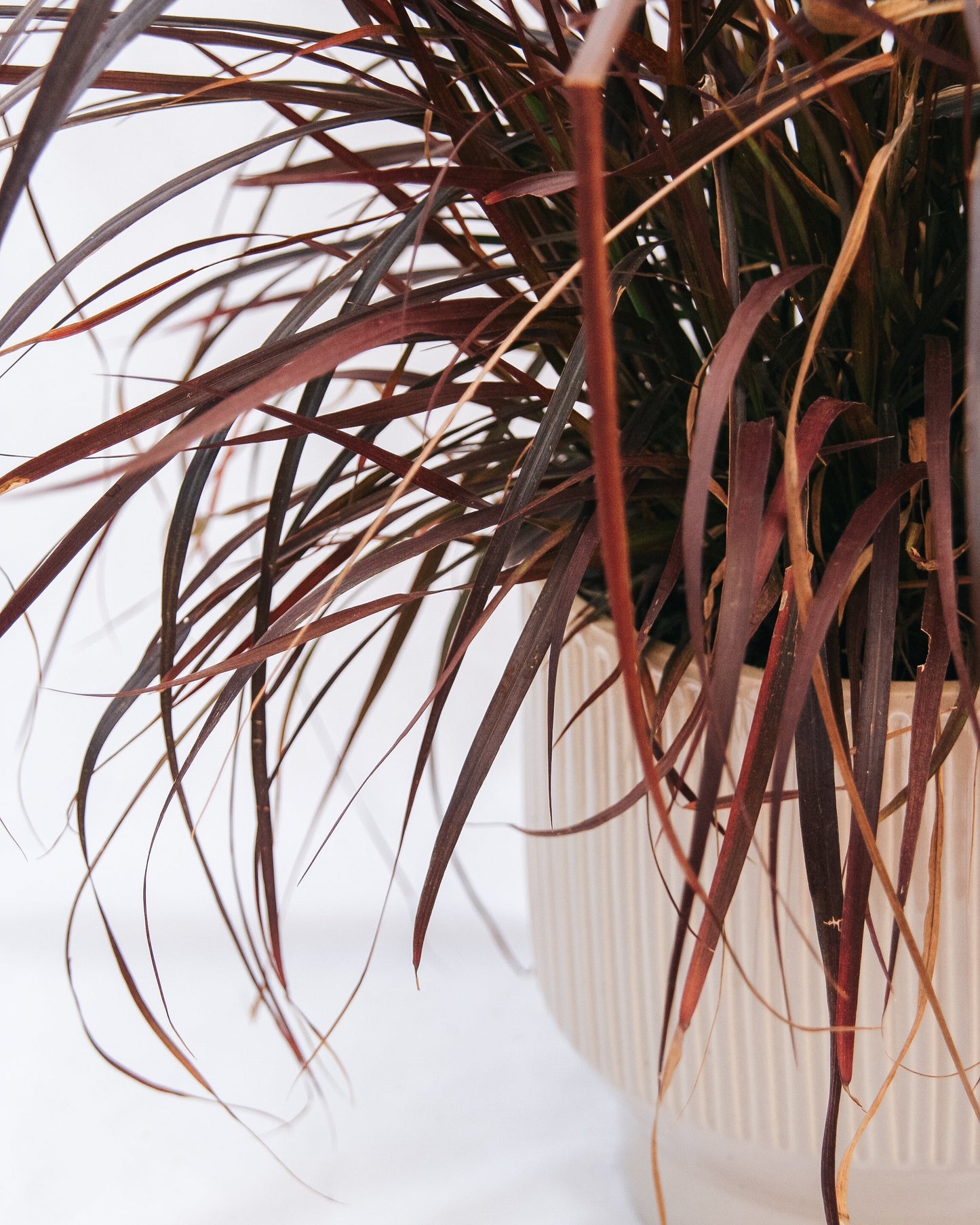 Purple Fountain Grass