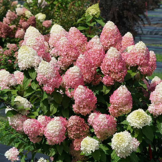 Quick Fire Fab Panicle Hydrangea