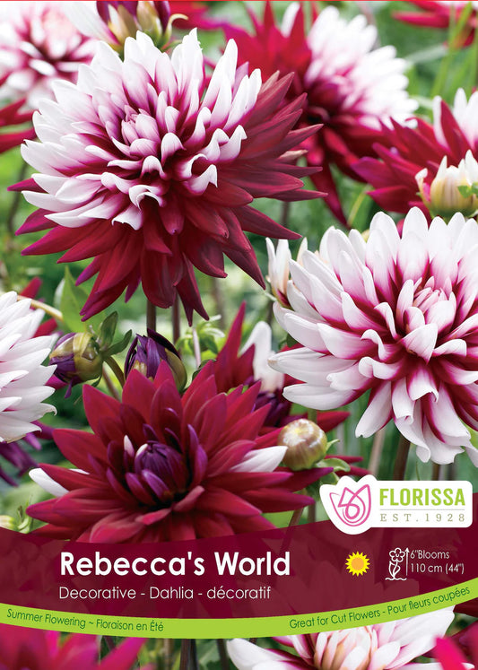 Dahlia décoratif du monde de Rebecca