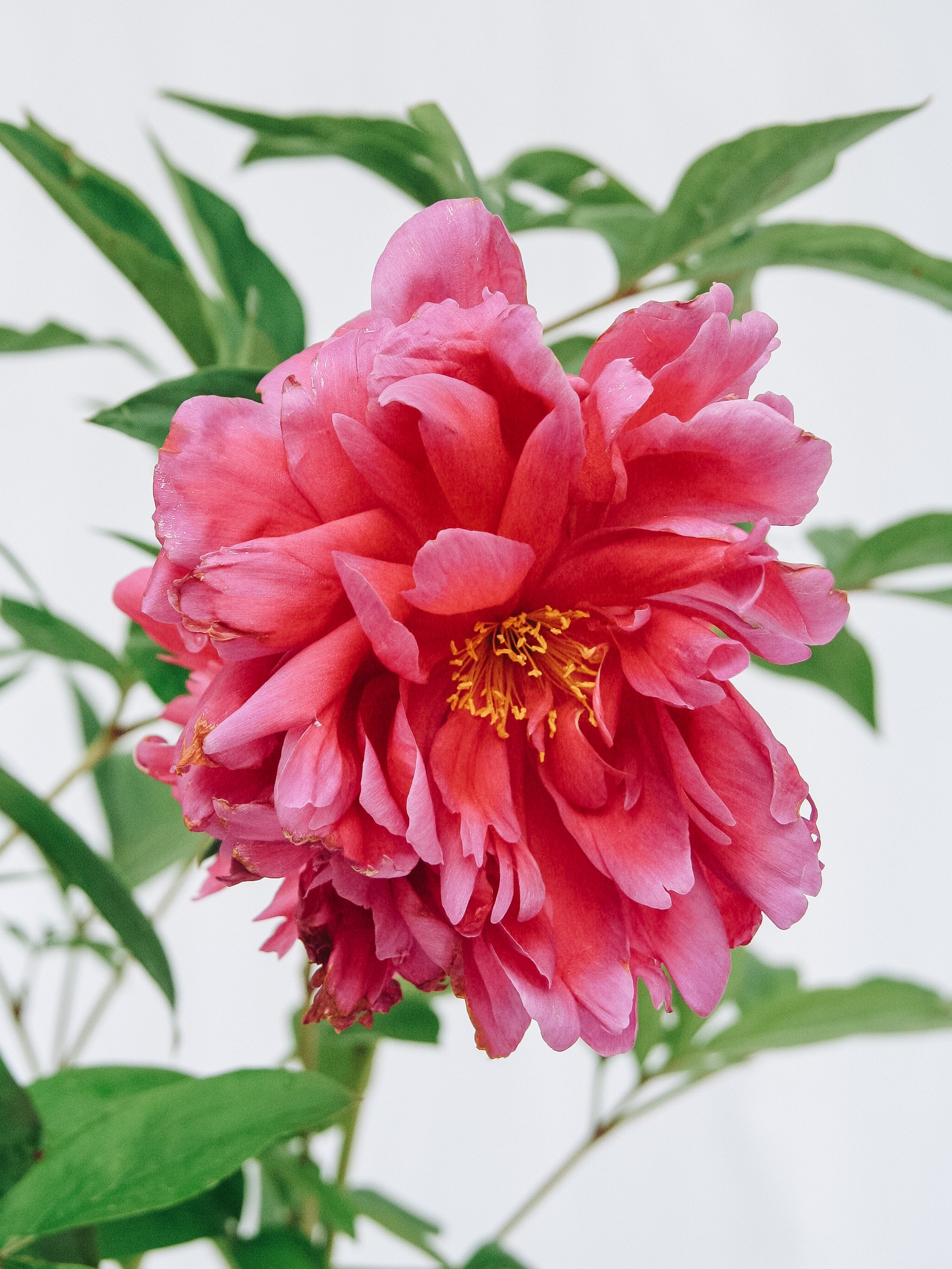 Red Magic Peony