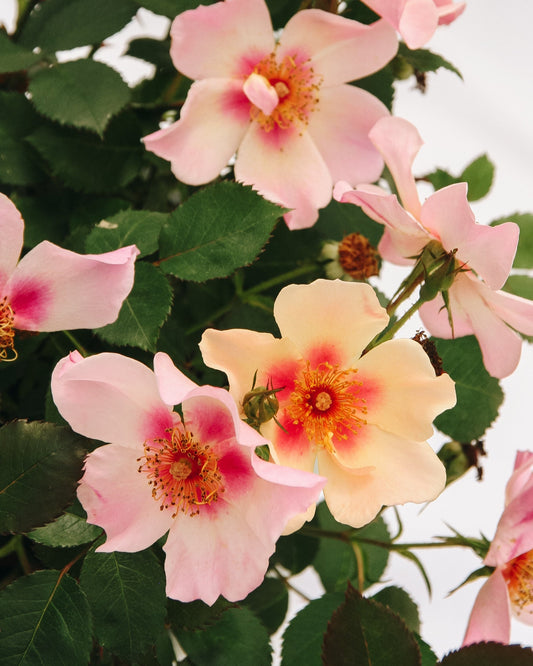 Ringo All-Star Rose