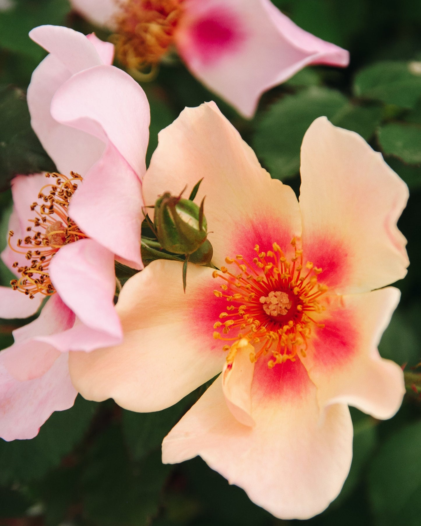 Ringo All-Star Rose
