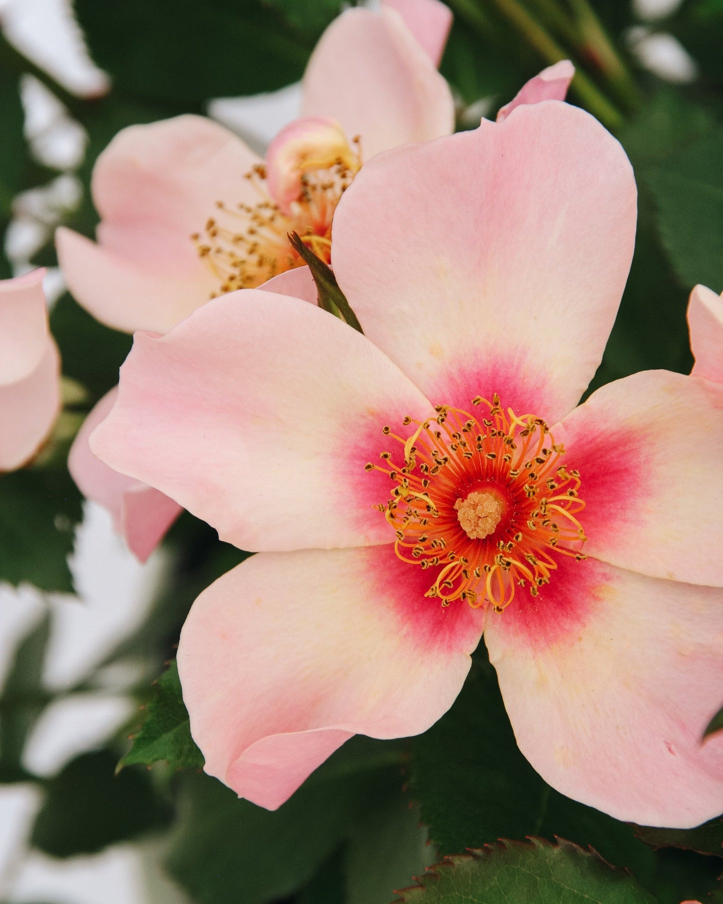 Ringo All-Star Rose