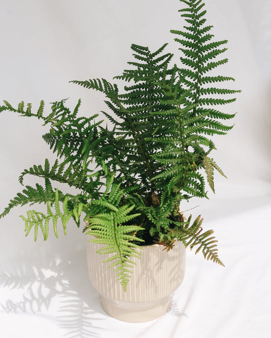 Robust Male Fern